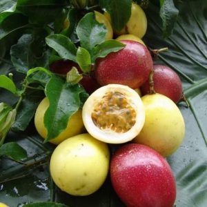 passion fruit