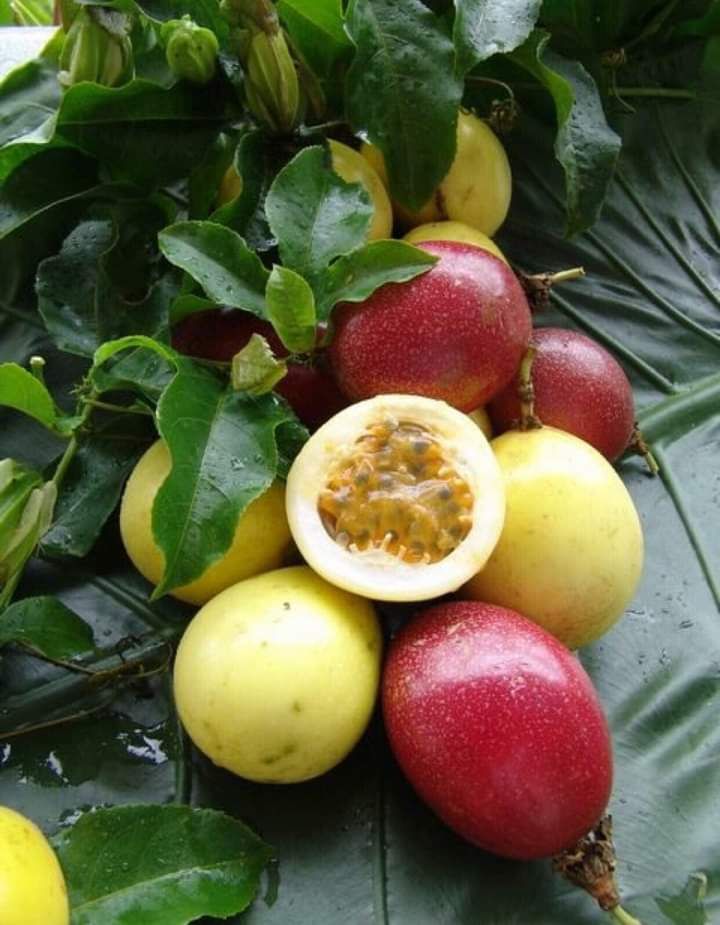 passion fruit