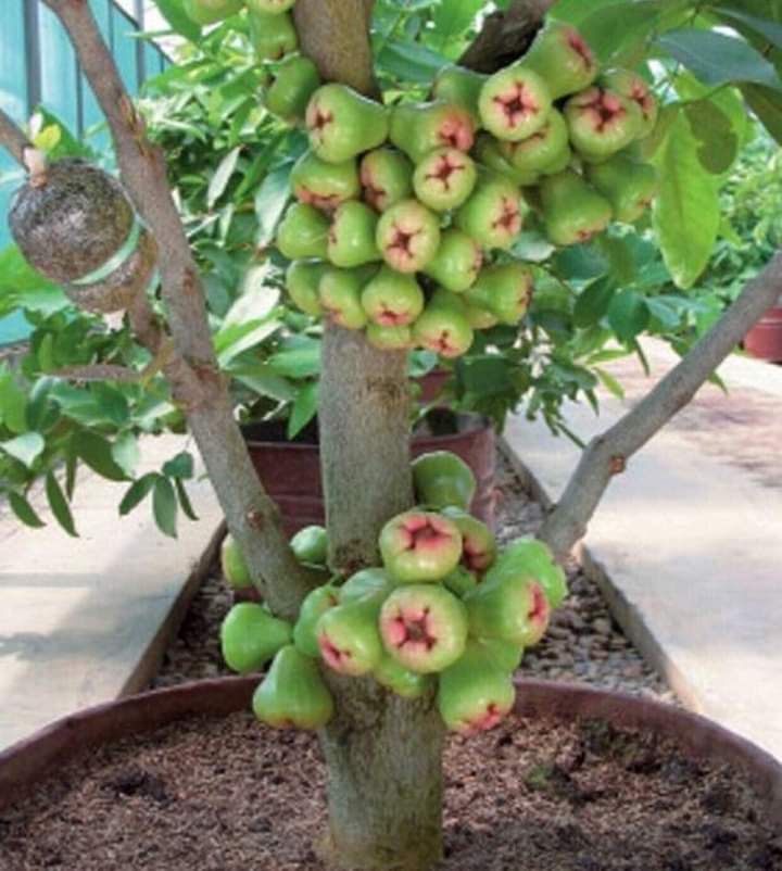 Water Apple / Java Apple - UMG Best Agro